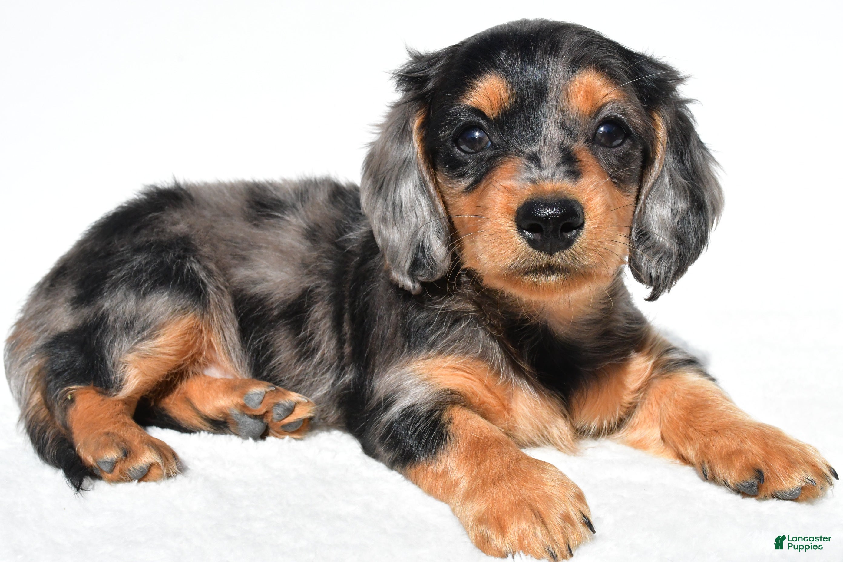 Miniature Dachshund dogs Angel - Ad 1