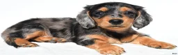 Miniature Dachshund dogs for sale: Angel - Ad 1
