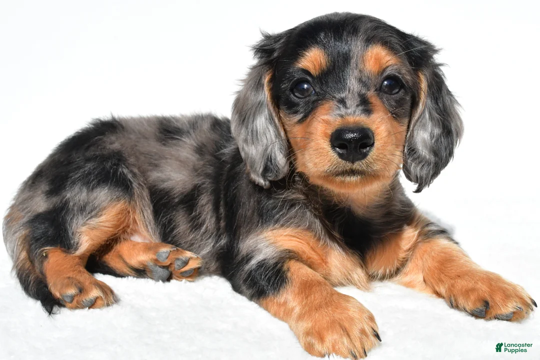 Miniature Dachshund dogs for sale: Angel - Ad 1