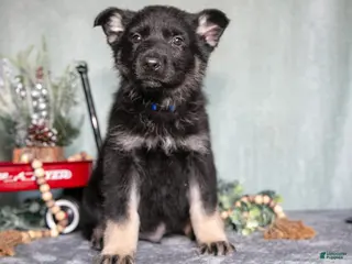 German Shepherd dogs Logan - Ad 41