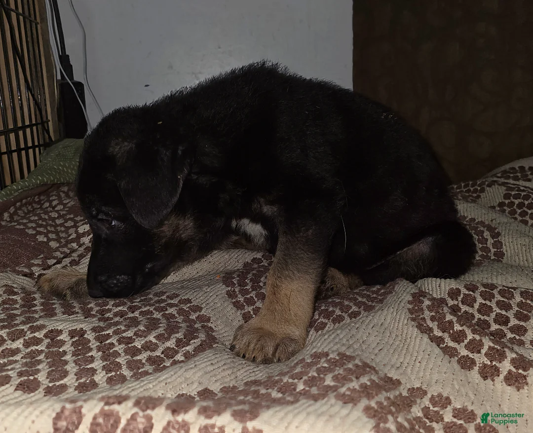 German Shepherd dogs for sale: Luna (8) - Ad 5