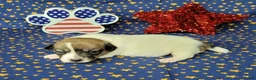 Jack Russell Terrier dogs for sale: "Pringle" CKC Reg female - Ad 3