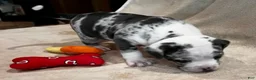 American Pit Bull Terrier dogs for sale: American Merle Pit Bull Terrier Puppy - Ad 4