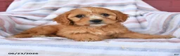 Cavapoo dogs for sale: Candy - Ad 3