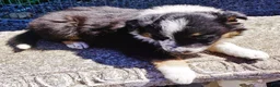 Border Collie dogs for sale: LEA - Ad 7