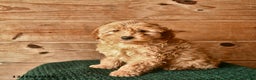 Mini Goldendoodle dogs for sale: Nevada  - Ad 2