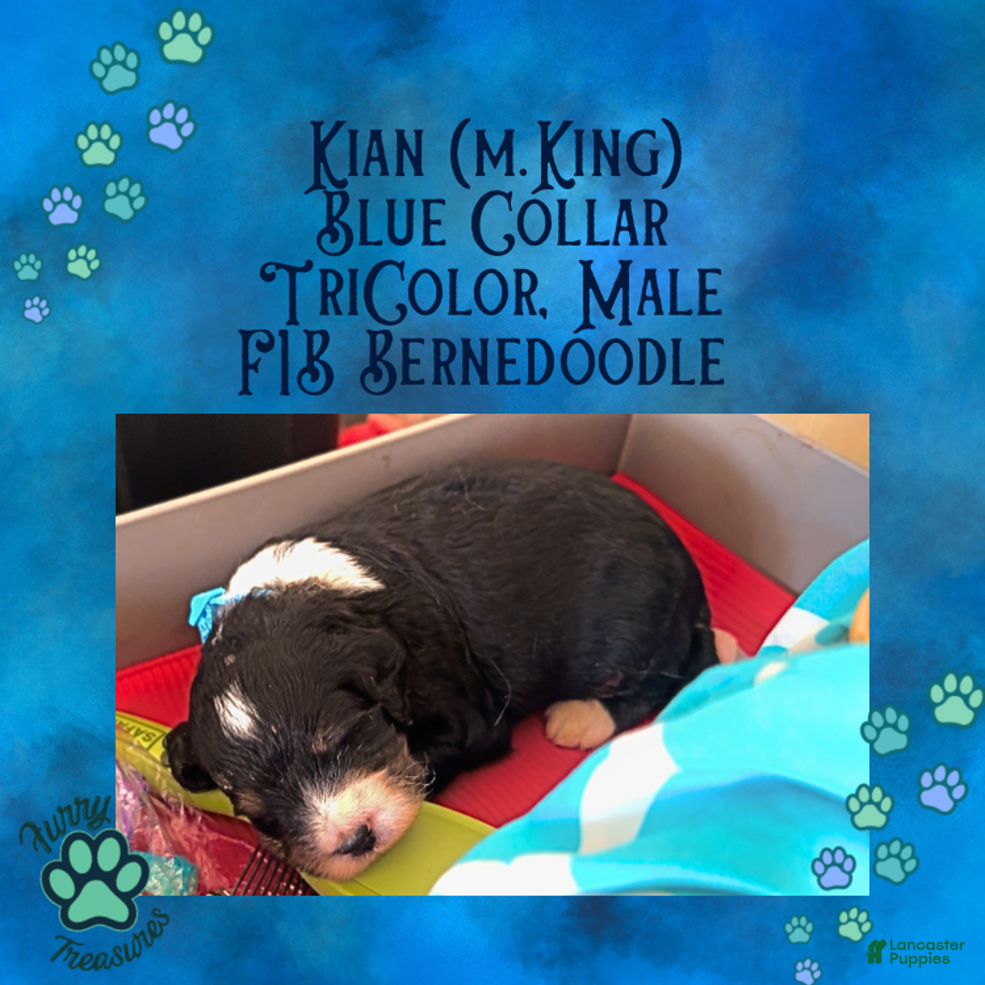 Mini Bernedoodle dogs for sale: Kian “Blue Collar” Male - Ad 10
