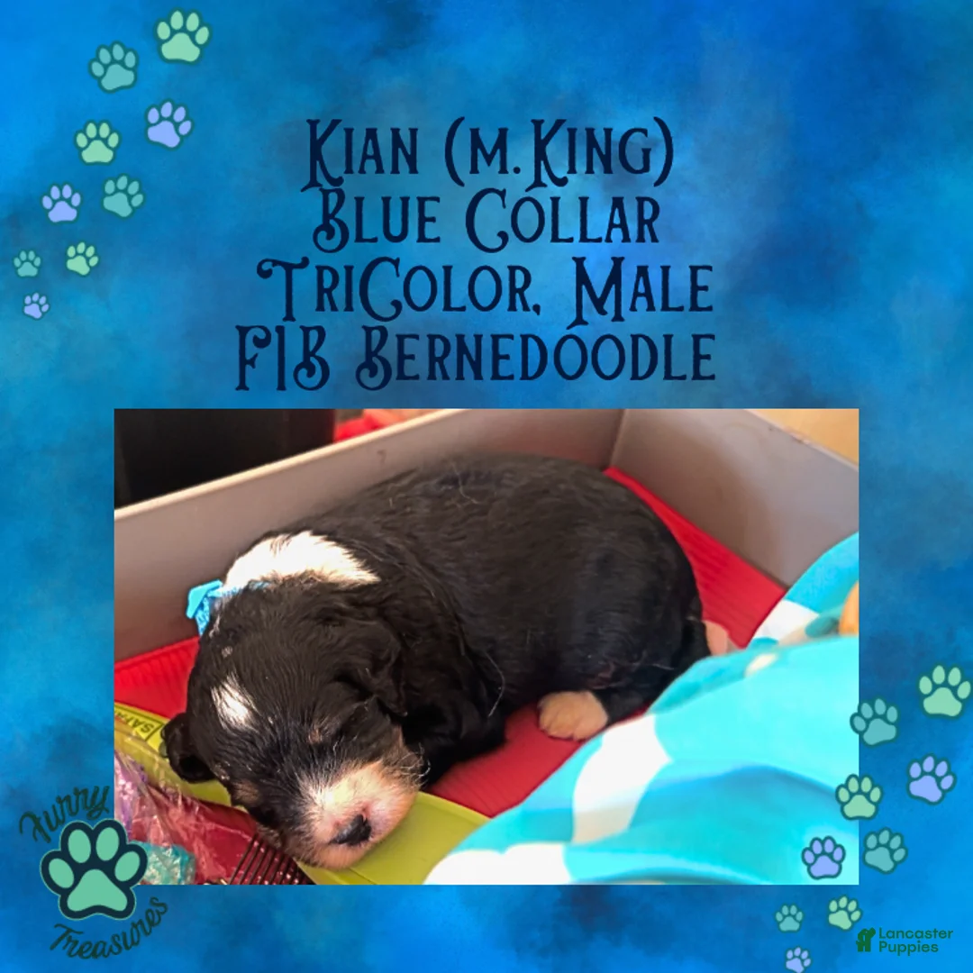 Mini Bernedoodle dogs for sale: Kian “Blue Collar” Male - Ad 26