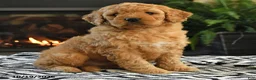 Mini Goldendoodle dogs for sale: Leah - Ad 4