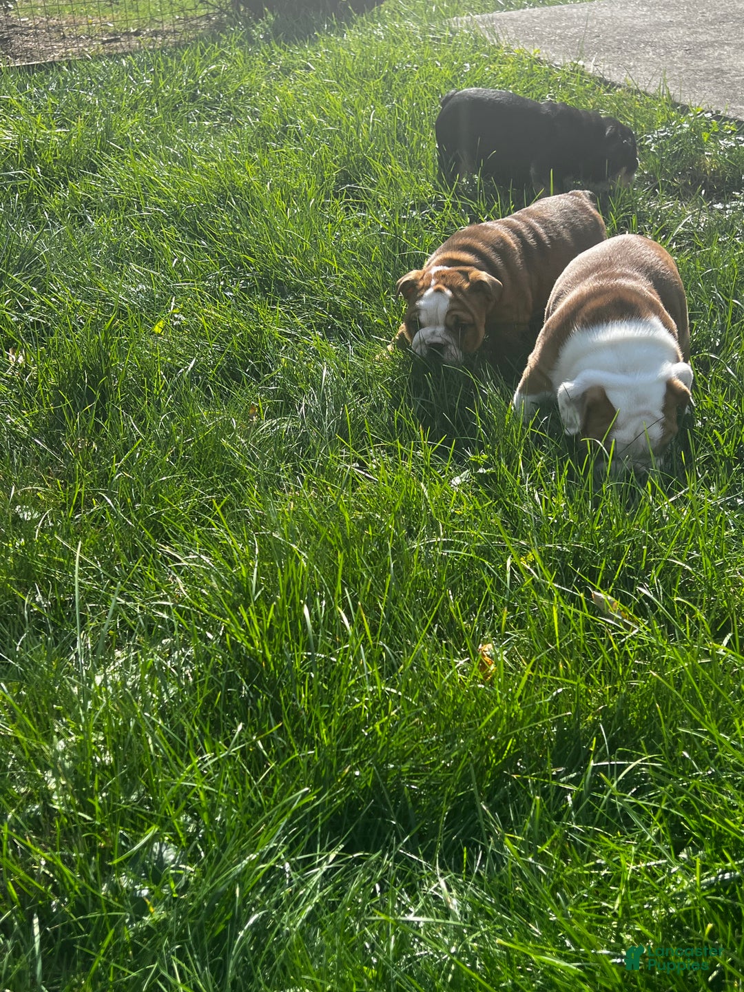 English Bulldog dogs for sale: English Bulldog litter of 5 puppies - Ad 22