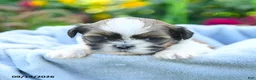 Shih Tzu dogs for sale: Miles - Ad 4