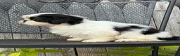Shih Tzu dogs for sale: Sabrina Shih Tzu  - Ad 10