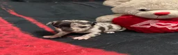 Chihuahua dogs for sale: Chihuahua 2 - Ad 8