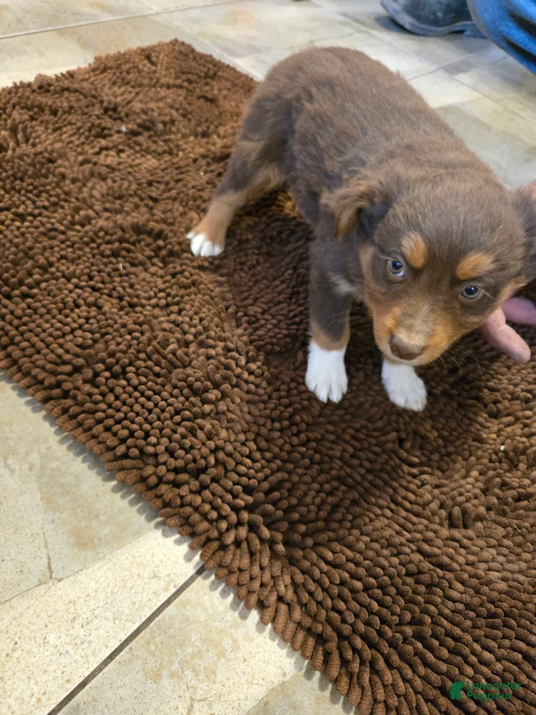 Australian Shepherd dogs for sale: Junior - Ad 2