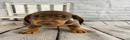 Miniature Dachshund dogs for sale: Holly - Ad 10