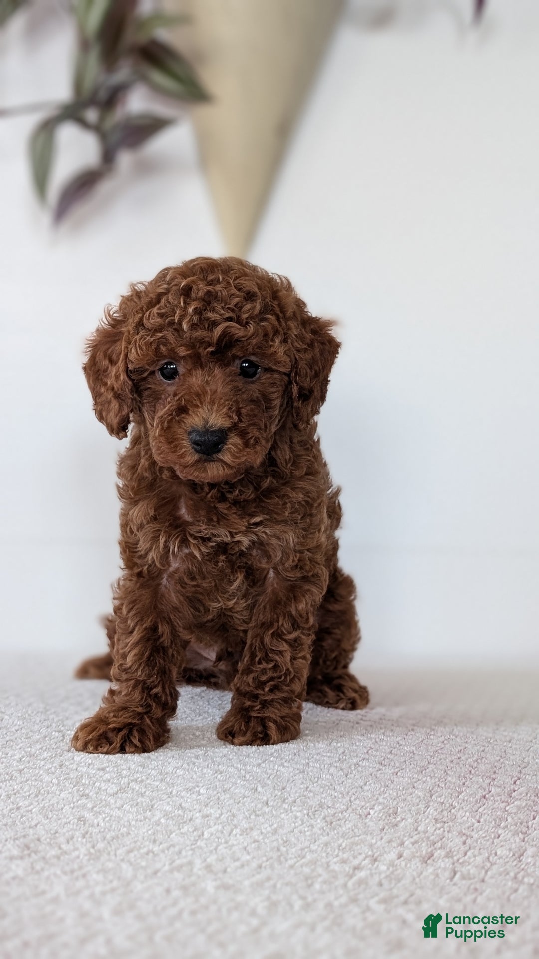 Toy Poodle dogs for sale: Carter - Ad 11