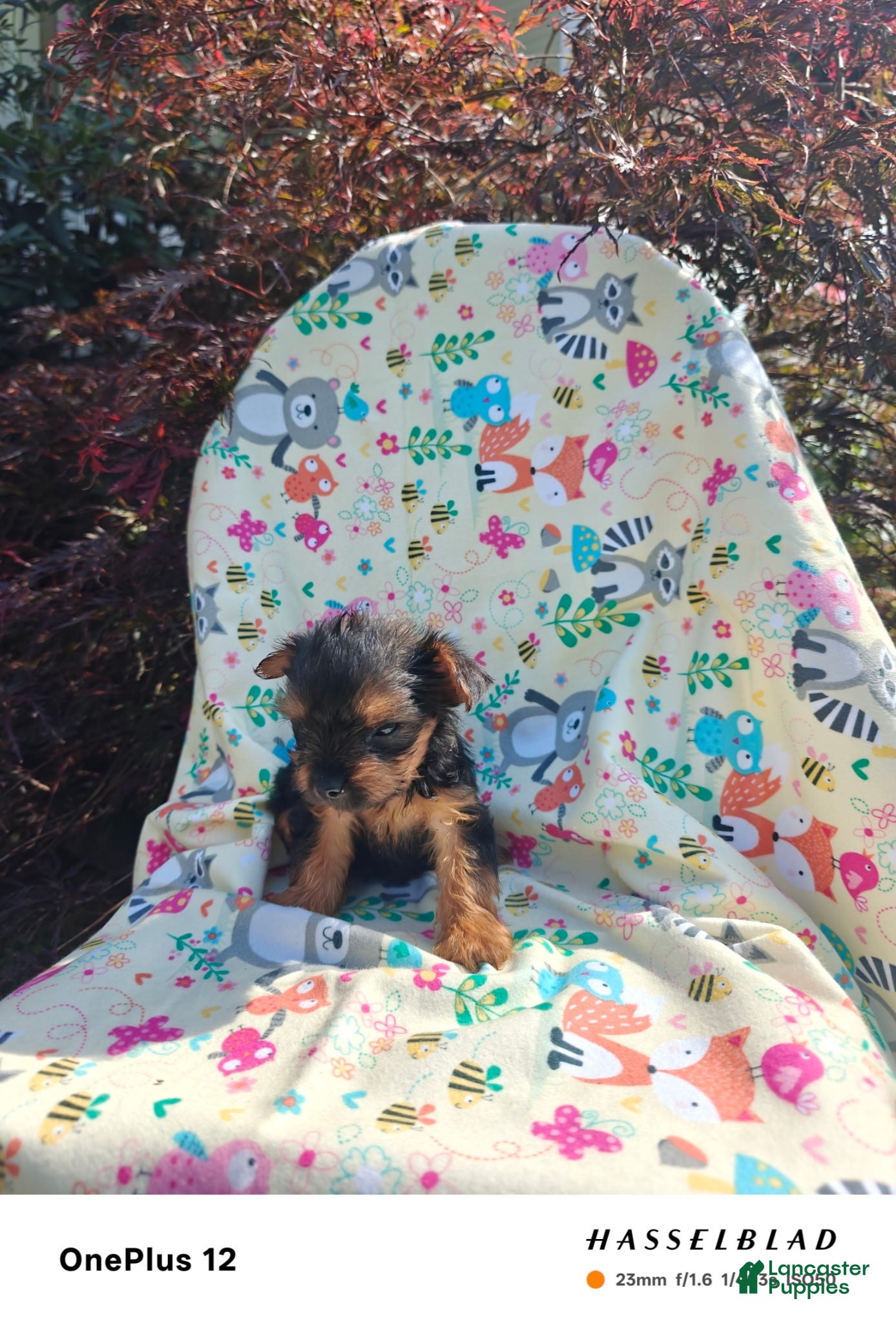 Yorkiepoo dogs Yorkiepoo 1 - Ad 1