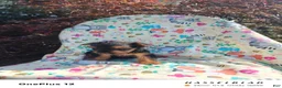 Yorkiepoo dogs for sale: Yorkiepoo 1 - Ad 1