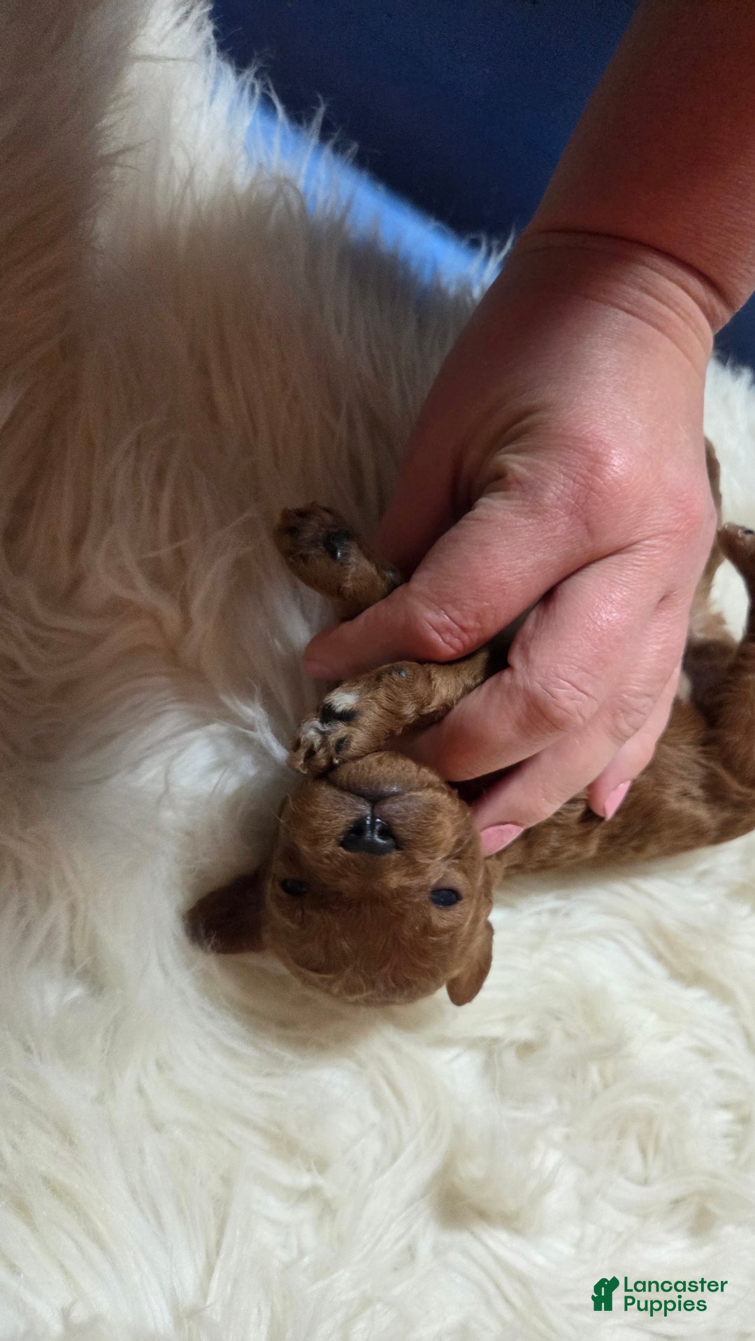 Cavapoo dogs for sale: Graham - Ad 6