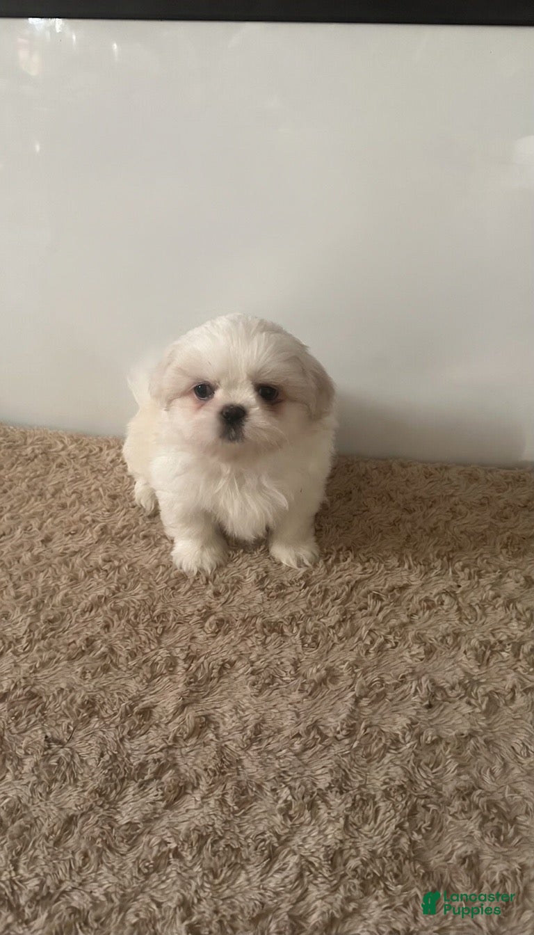 Mixed Breed dogs for sale: cloud  - Ad 1