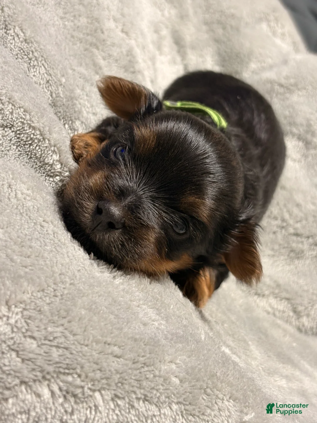 Yorkshire Terrier dogs for sale: Tiny Fabio - Ad 2