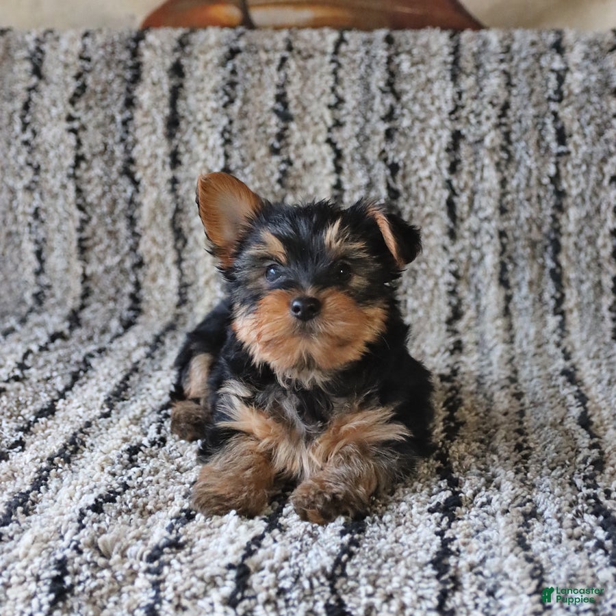 Yorkshire Terrier dogs Theo - Ad 1