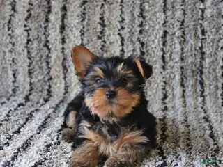 Yorkshire Terrier dogs for sale: Theo - Ad 2