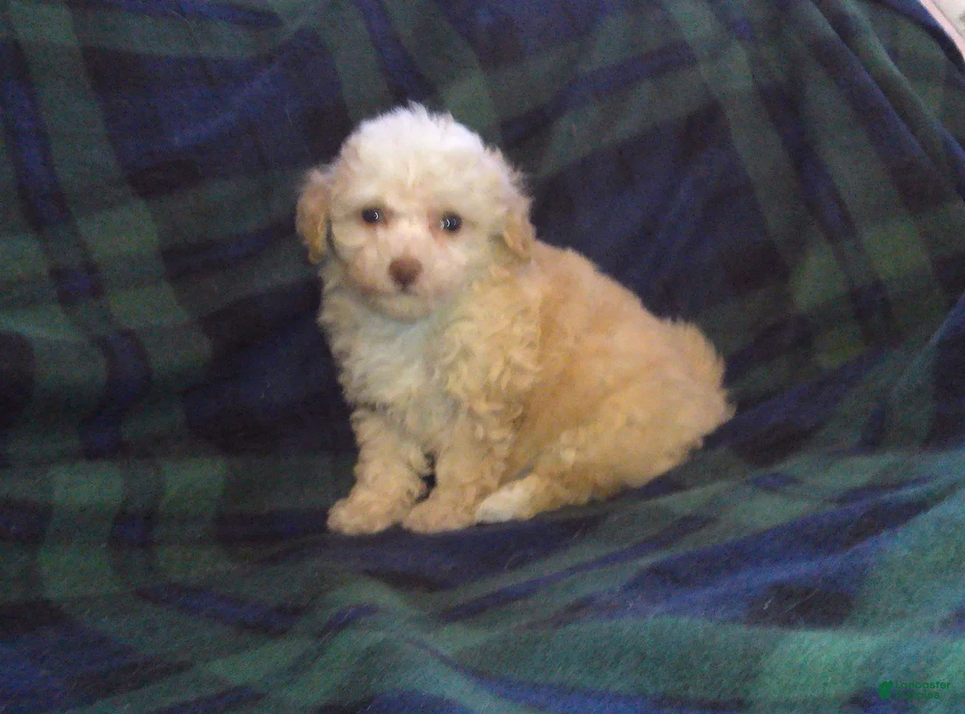 Maltipoo dogs for sale: Summer---Maltipoo female, in home raised, non-shedding - Ad 2