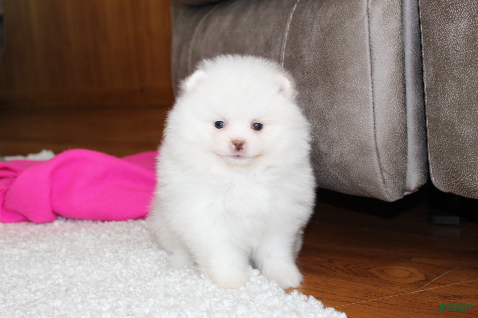 Pomeranian dogs Lanae - Ad 2