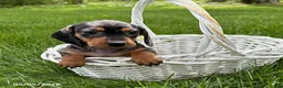 Miniature Dachshund dogs for sale: Harper - Ad 3