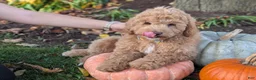 Mini Goldendoodle dogs for sale: Buster - Ad 2