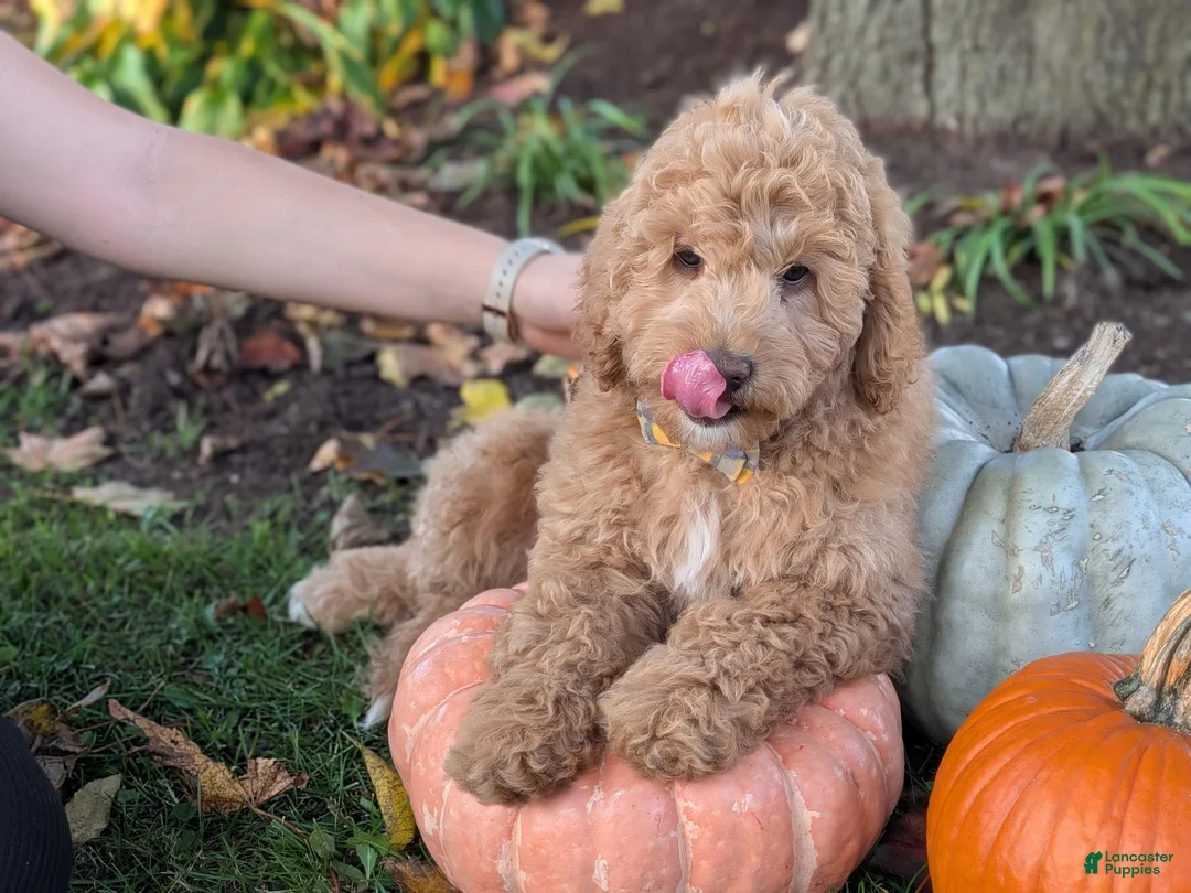 Mini Goldendoodle dogs for sale: Buster - Ad 2