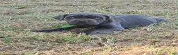 Cane Corso dogs for sale: Cane Corso Puppy 5 - Ad 3