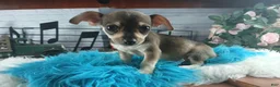 Chihuahua dogs for sale: Brown tan boy chi. Hand delivery  - Ad 4