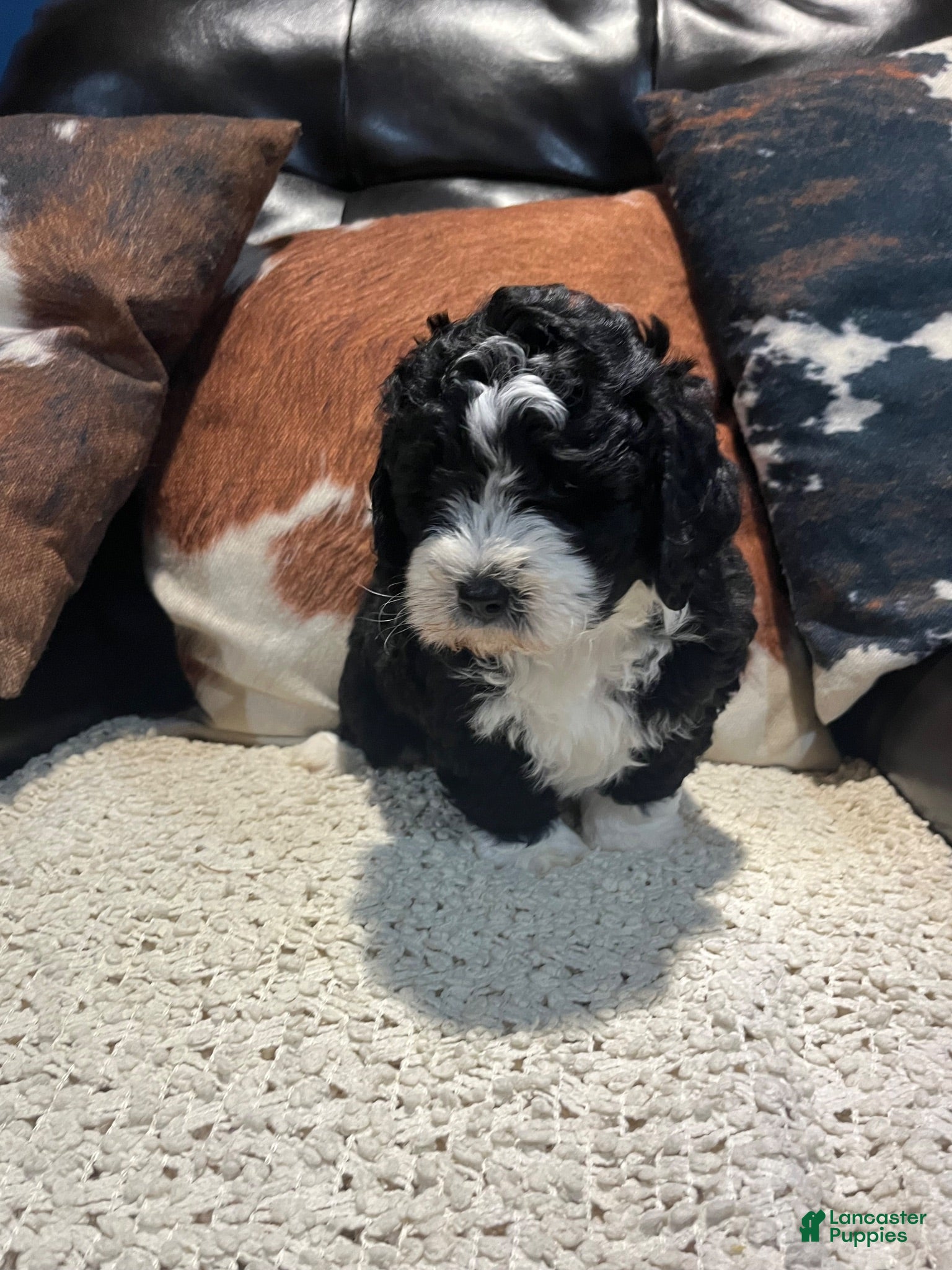 Mini Bernedoodle dogs for sale: Mini Bernedoodle 4 - Ad 3