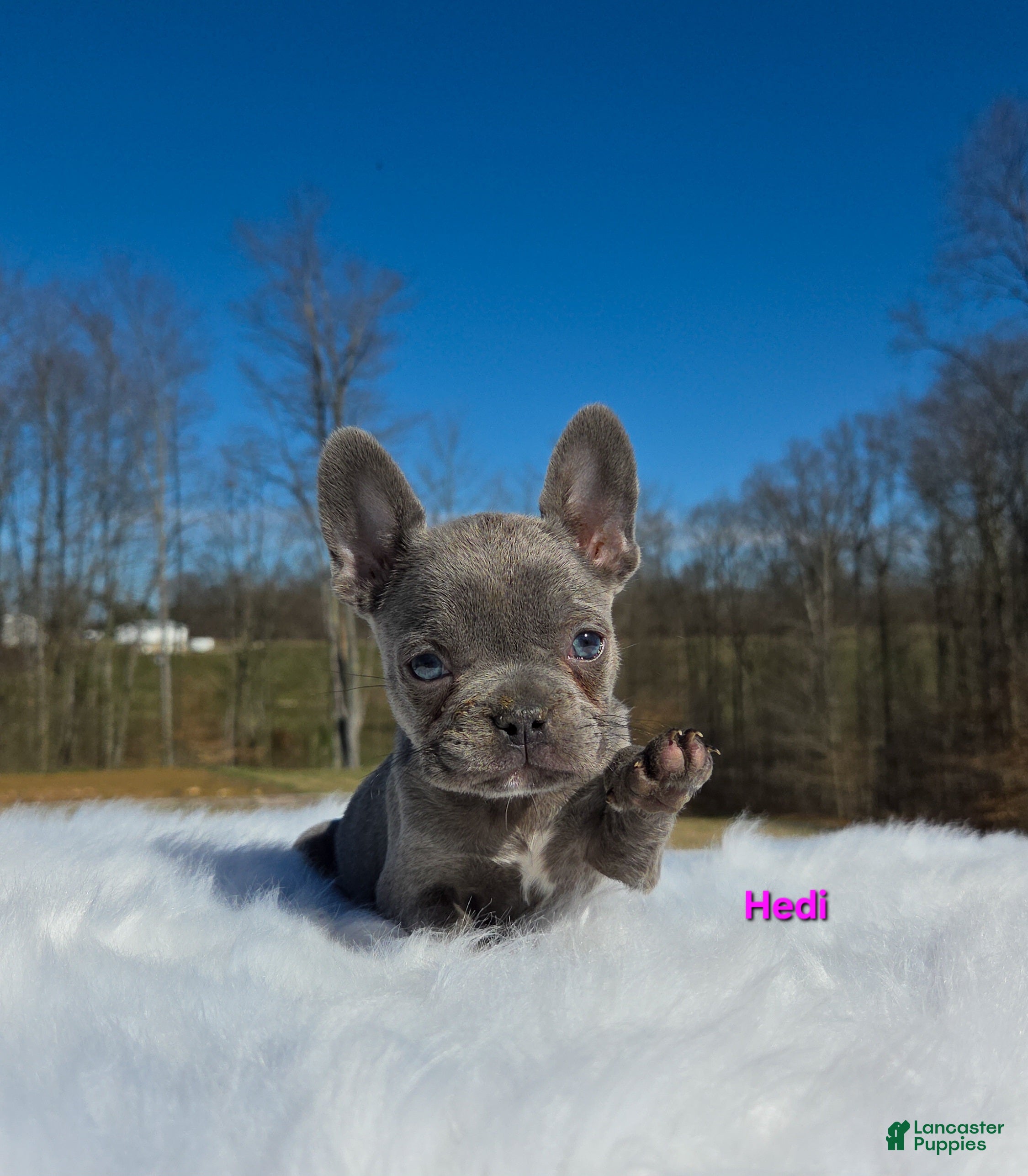 French Bulldog dogs Hedi - Ad 1