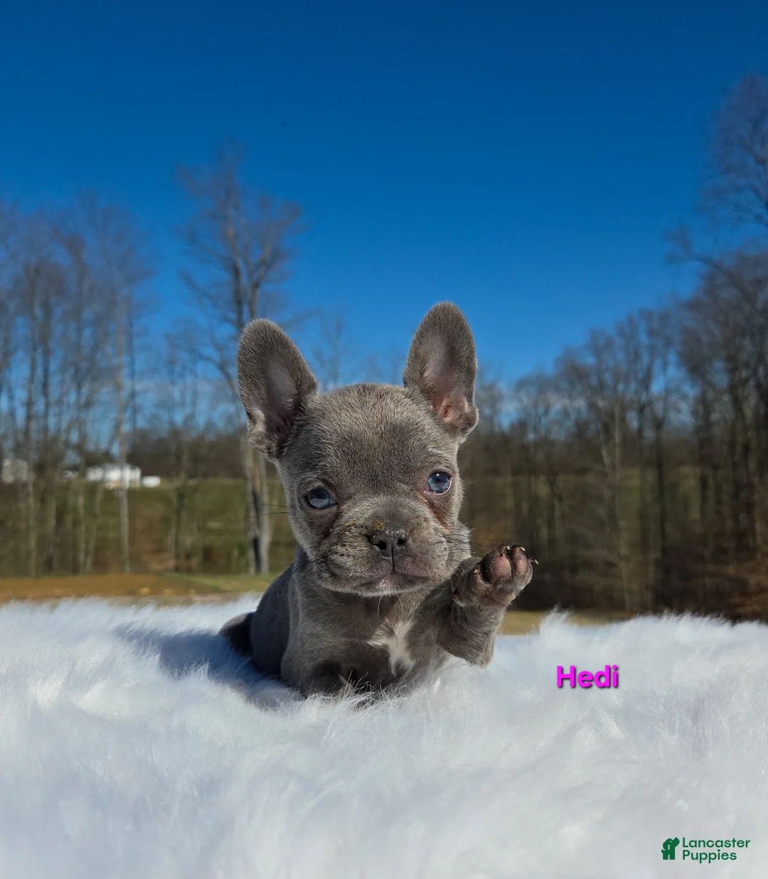 French Bulldog dogs for sale: Hedi - Ad 1