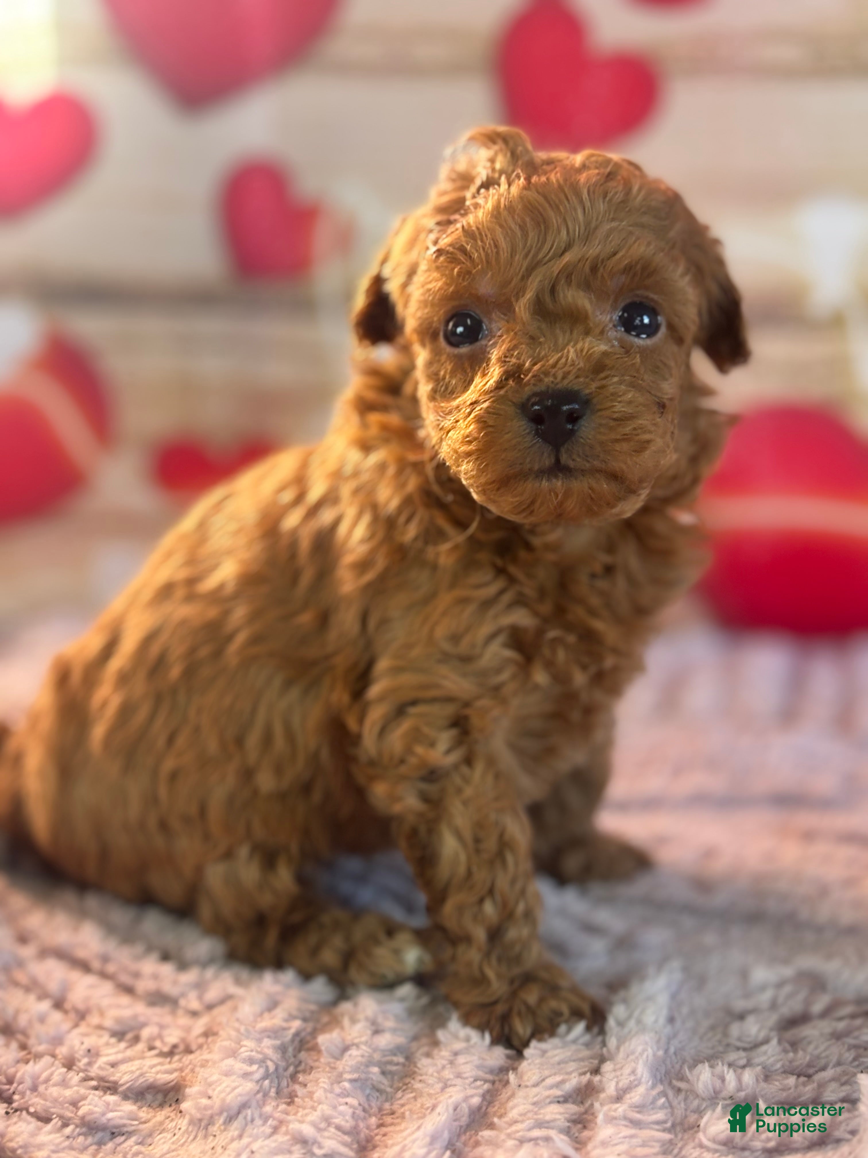 Goldendoodle dogs Fiona - Ad 2