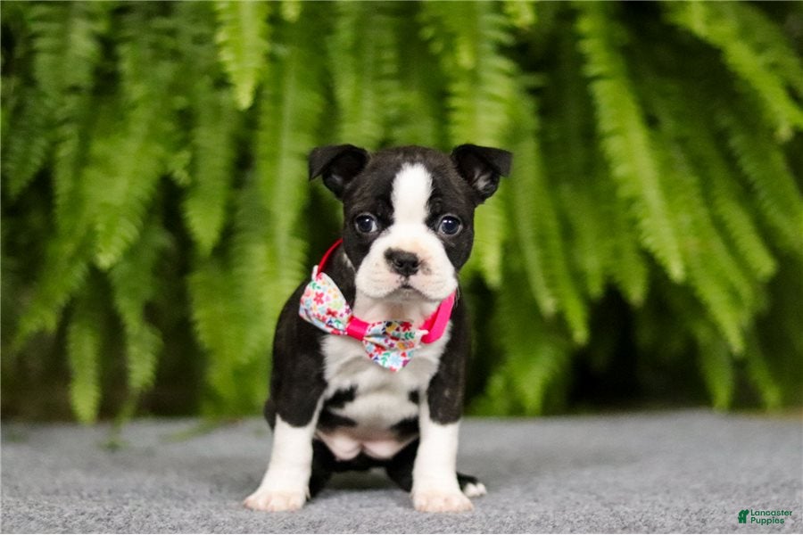 Boston Terrier dogs Nancy - Ad 1