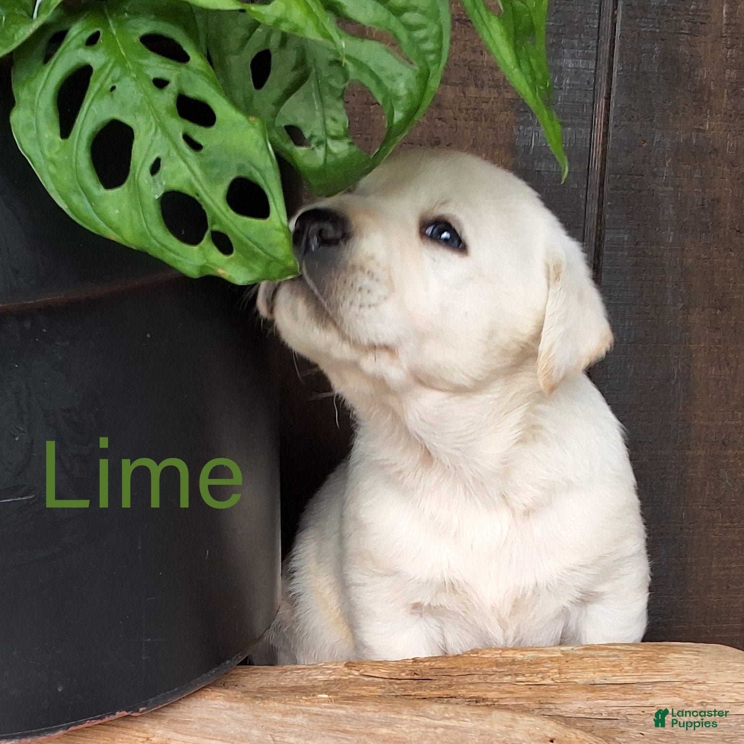 Labrador Retriever dogs Labrador Retriever Lime - Ad 31