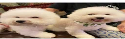 Bichon Frise dogs for sale: Bichon Frise 1 - Ad 4