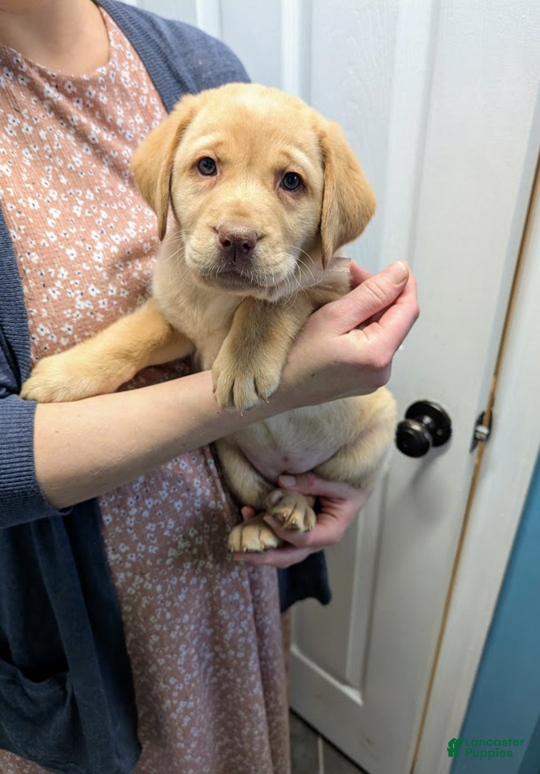 Labrador Retriever dogs for sale: Wren - Ad 1