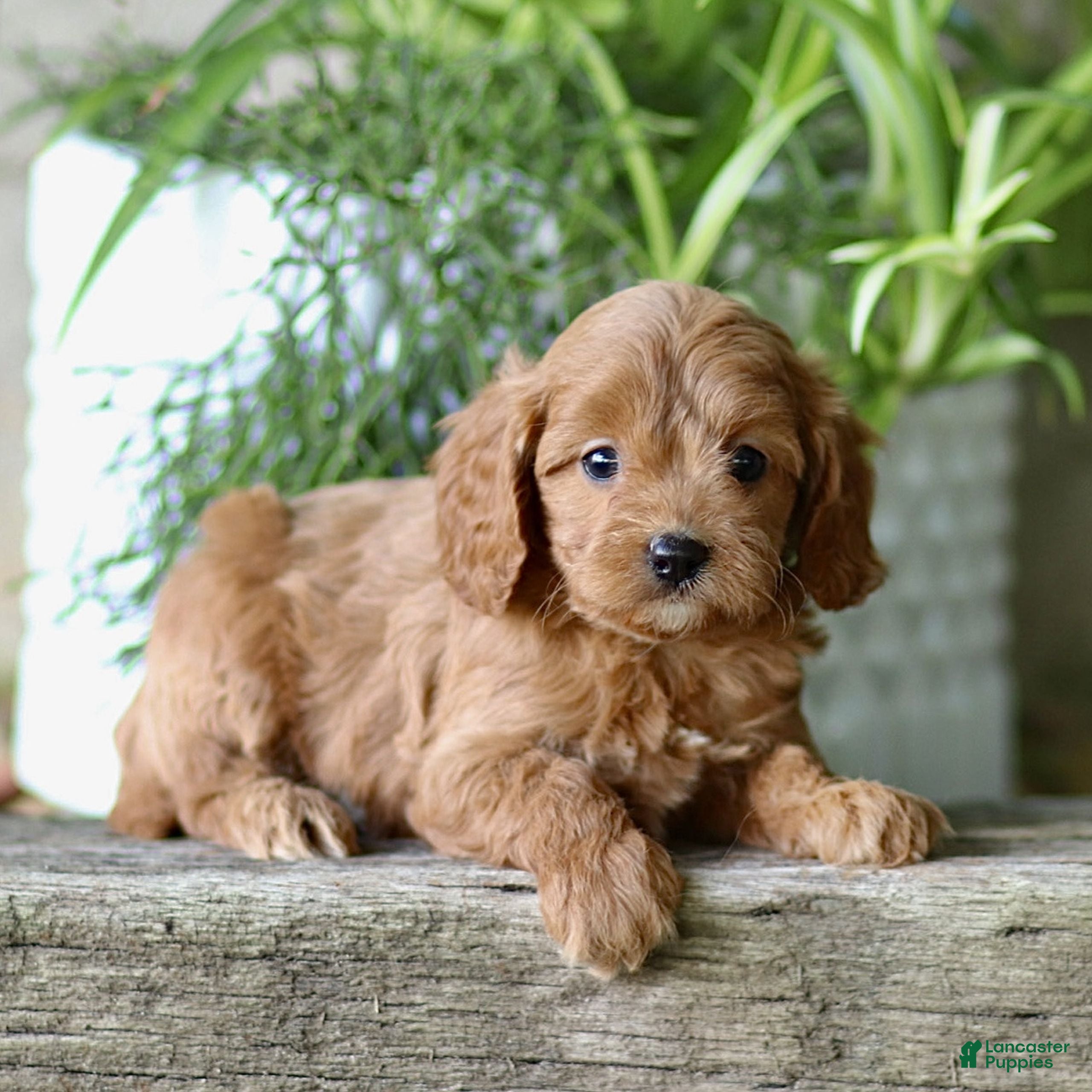 Cavapoo dogs for sale: Chase  - Ad 2