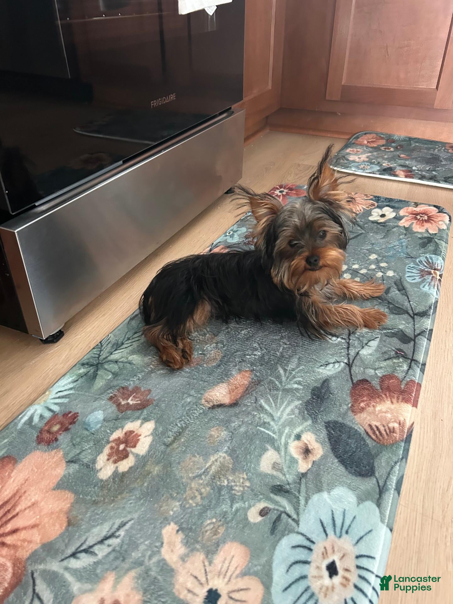 Yorkshire Terrier dogs Yorkshire Terrier 1 - Ad 39