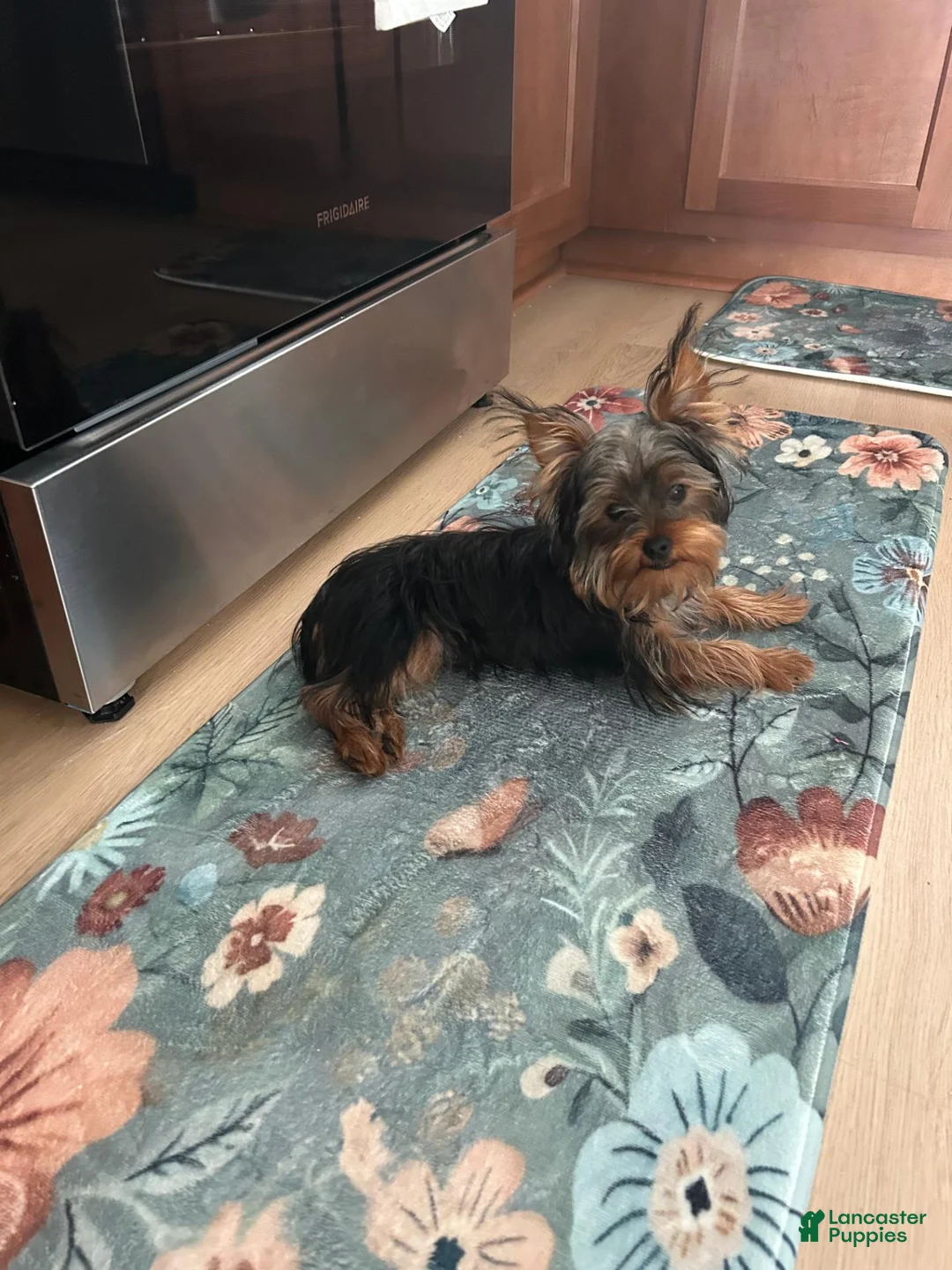 Yorkshire Terrier dogs for sale: Yorkshire Terrier 1 - Ad 1