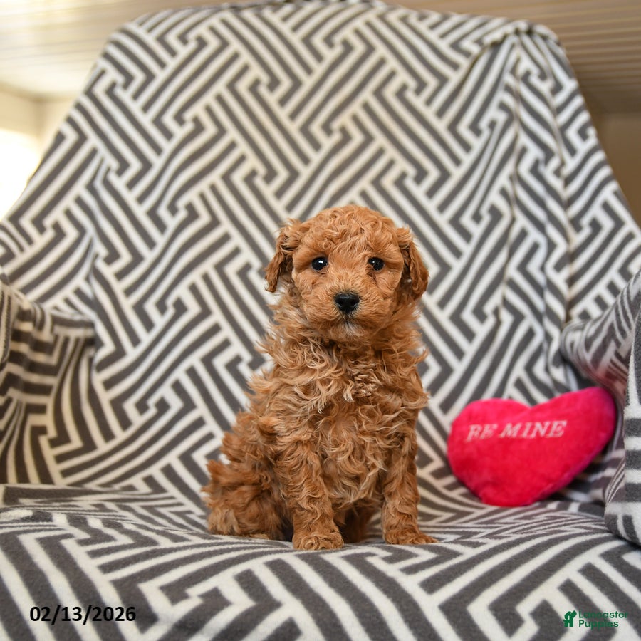 Miniature Poodle dogs Queenie - Ad 1