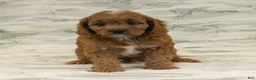 Cavapoo dogs for sale: Max - Ad 3