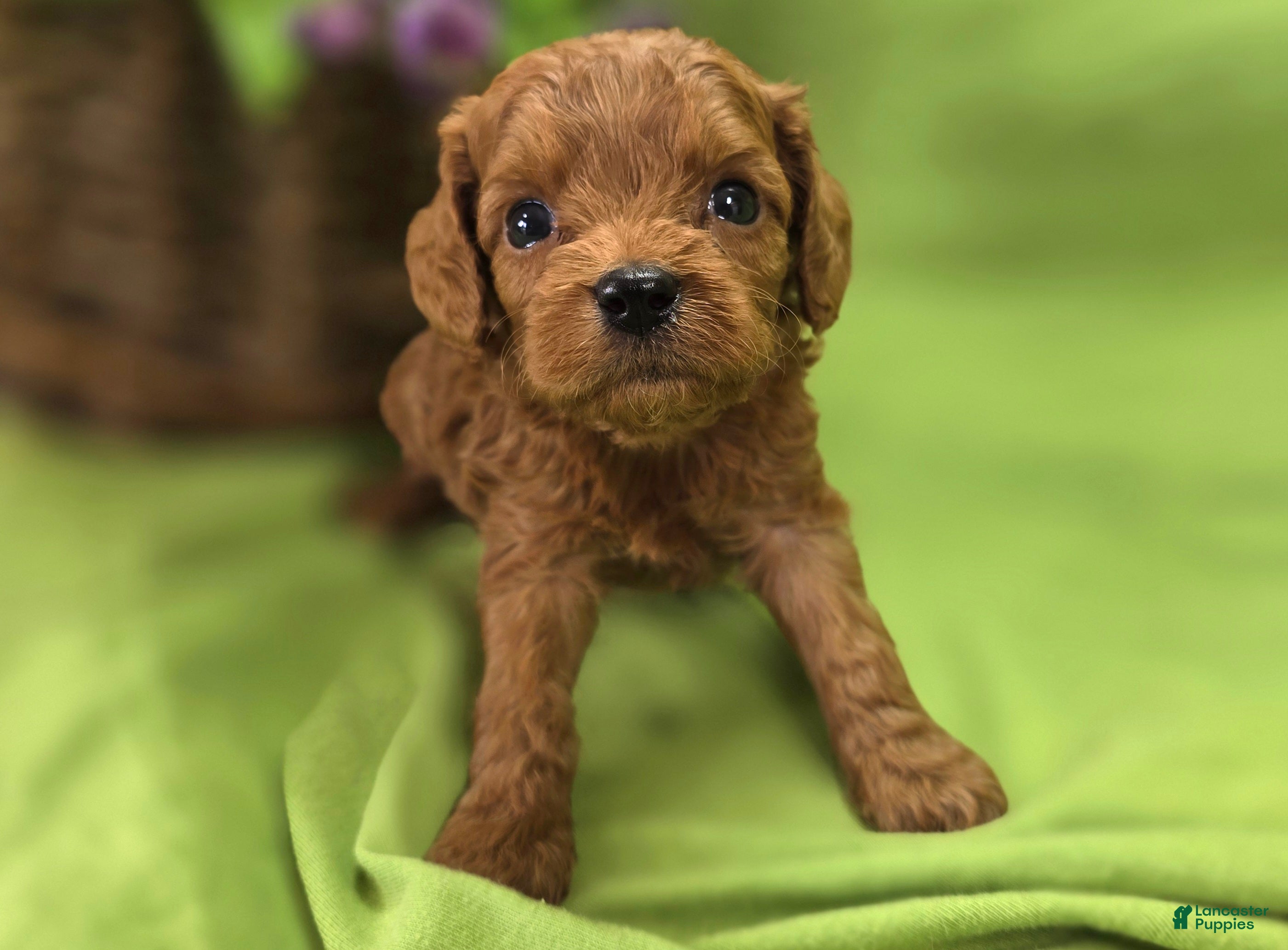 Cavapoo dogs Beetle - Ad 34