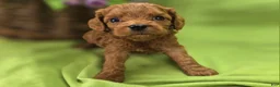 Cavapoo dogs for sale: Beetle - Ad 1