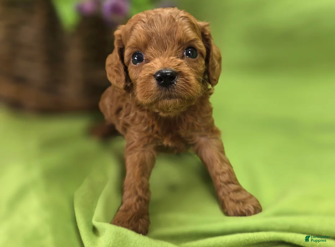 Cavapoo dogs for sale: Beetle - Ad 1